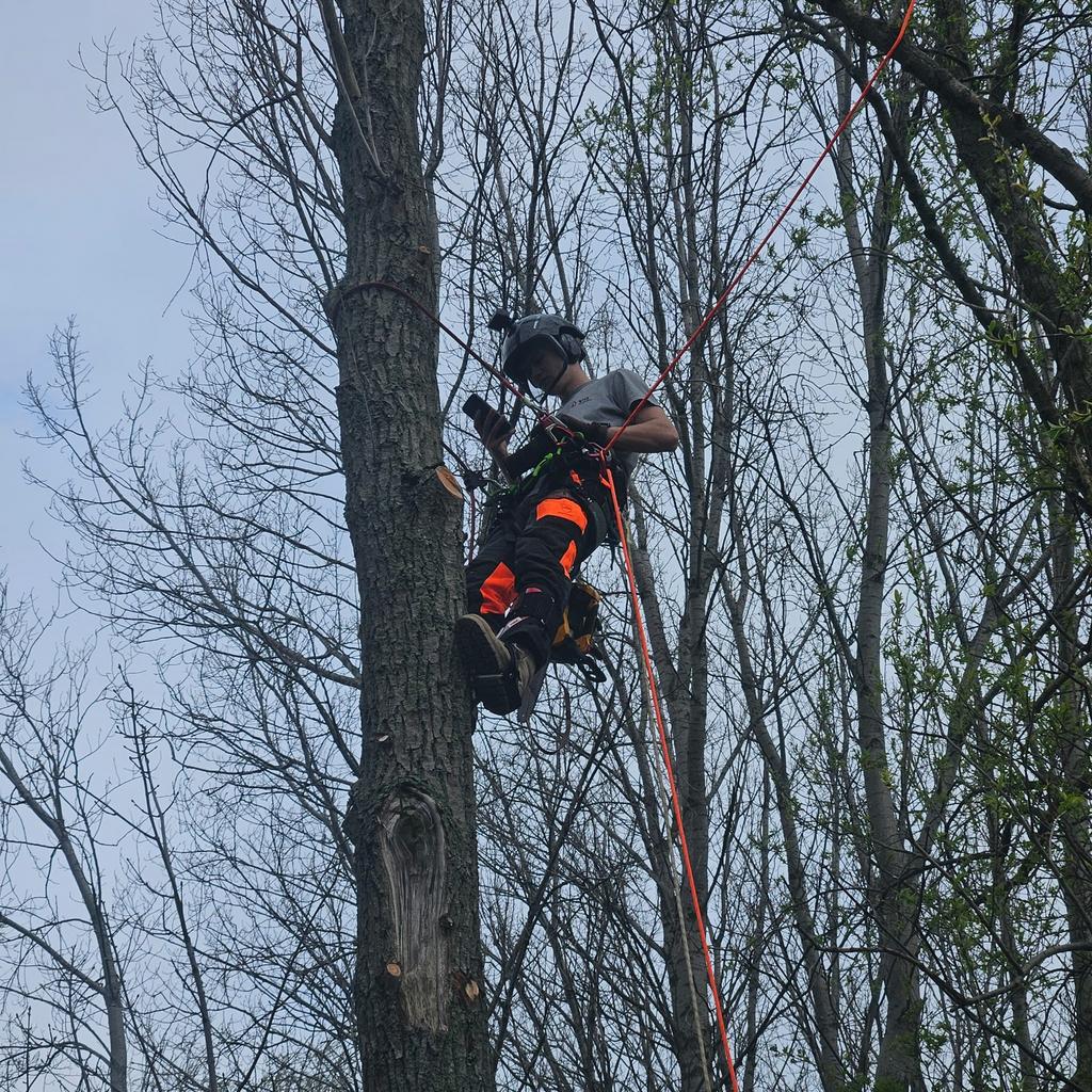 Foto 5 van Boom kappen, boom verwijderen & boomverzorging