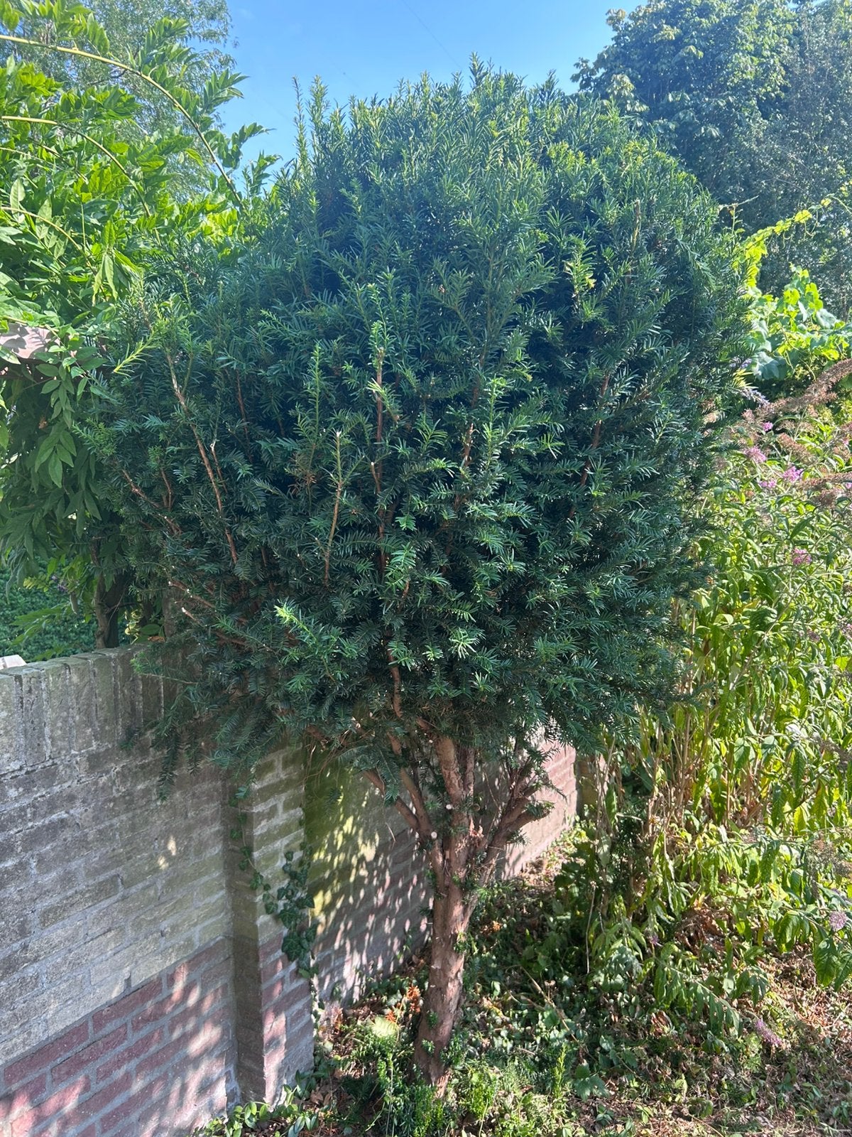 Taxus Baccata, Ophalen, Bloeit niet, Halfschaduw, Overige soorten
