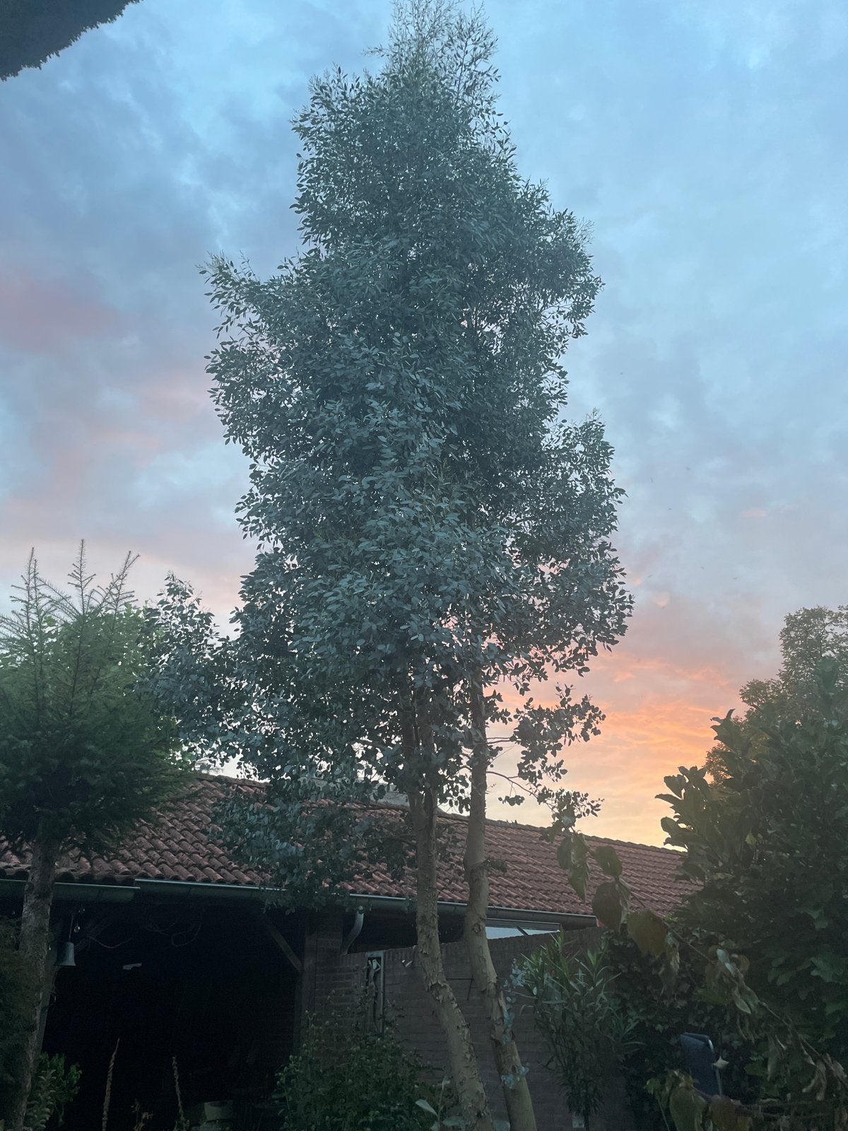 Eucalyptus takken, Ophalen, Bloeit niet, Halfschaduw, Overige soorten