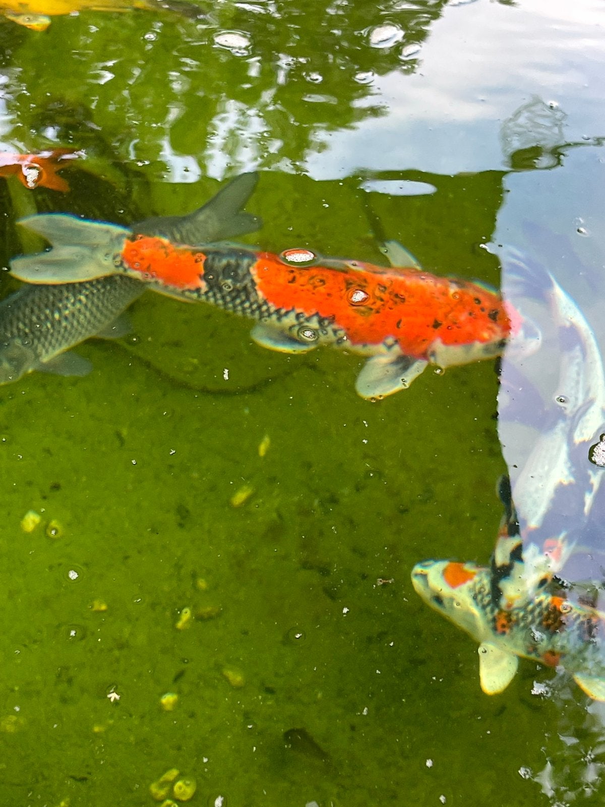Goshiki 55cm (Japanse koi), Karper of Koi