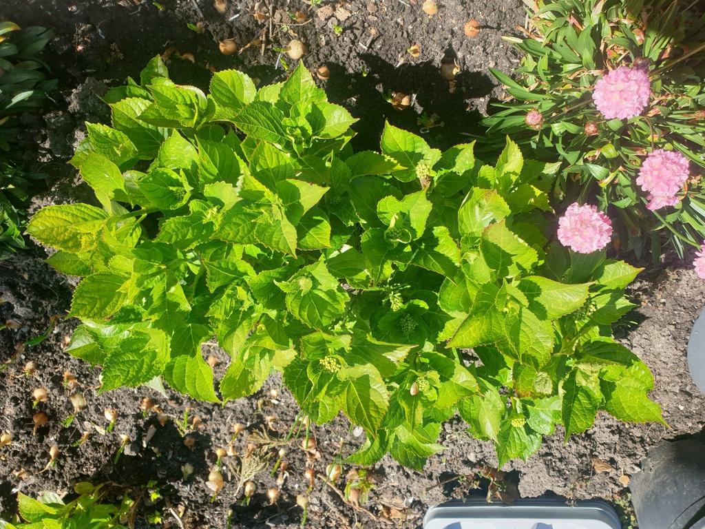 Hortensia, Tuin en Terras, Planten | Tuinplanten, Ophalen, Overige soorten, Halfschaduw
