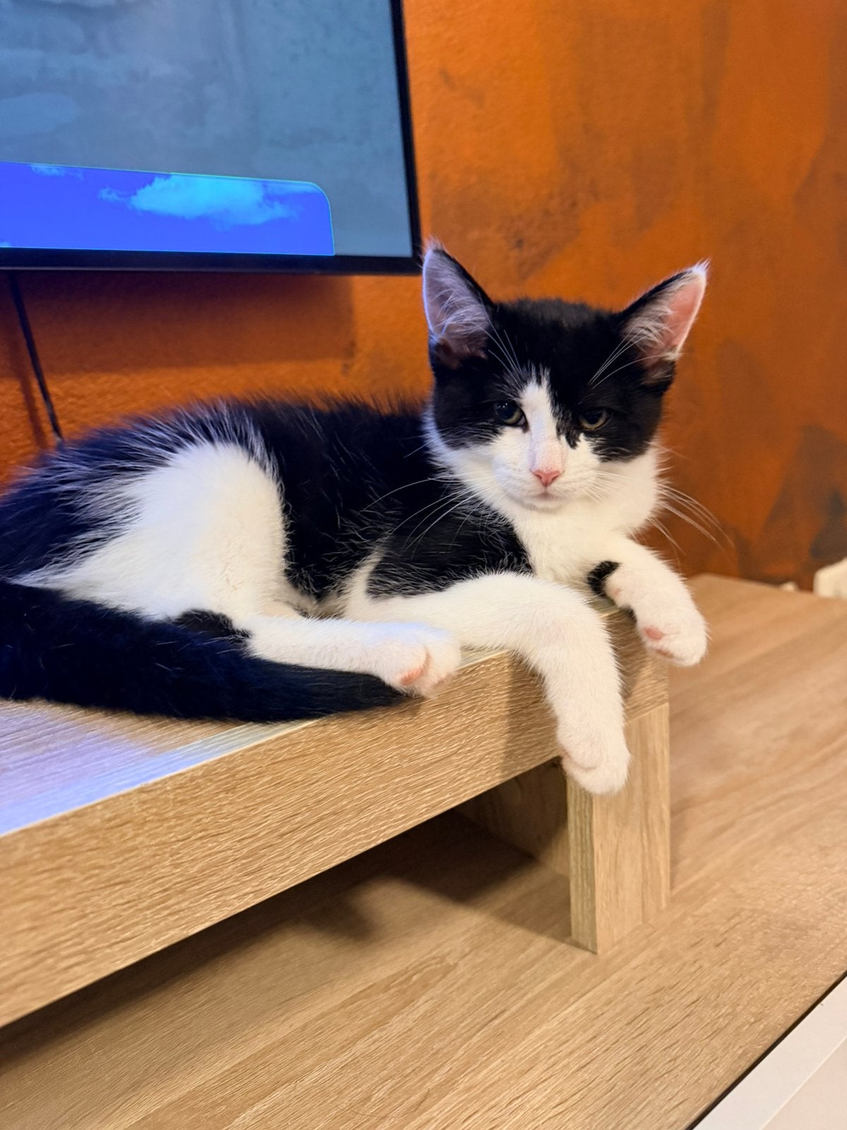 3 months old kitten, Poes