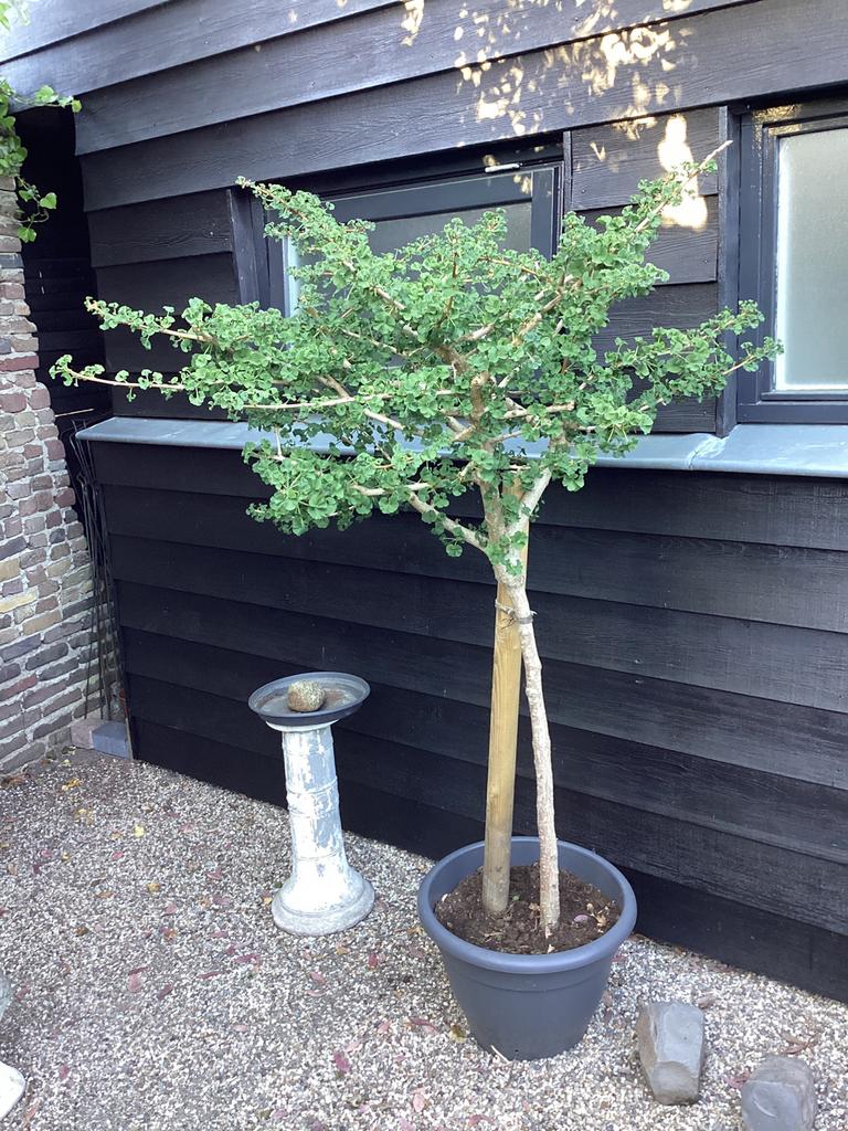 Ginkgo boom, 100 tot 250 cm, Volle zon, In pot, Overige soorten