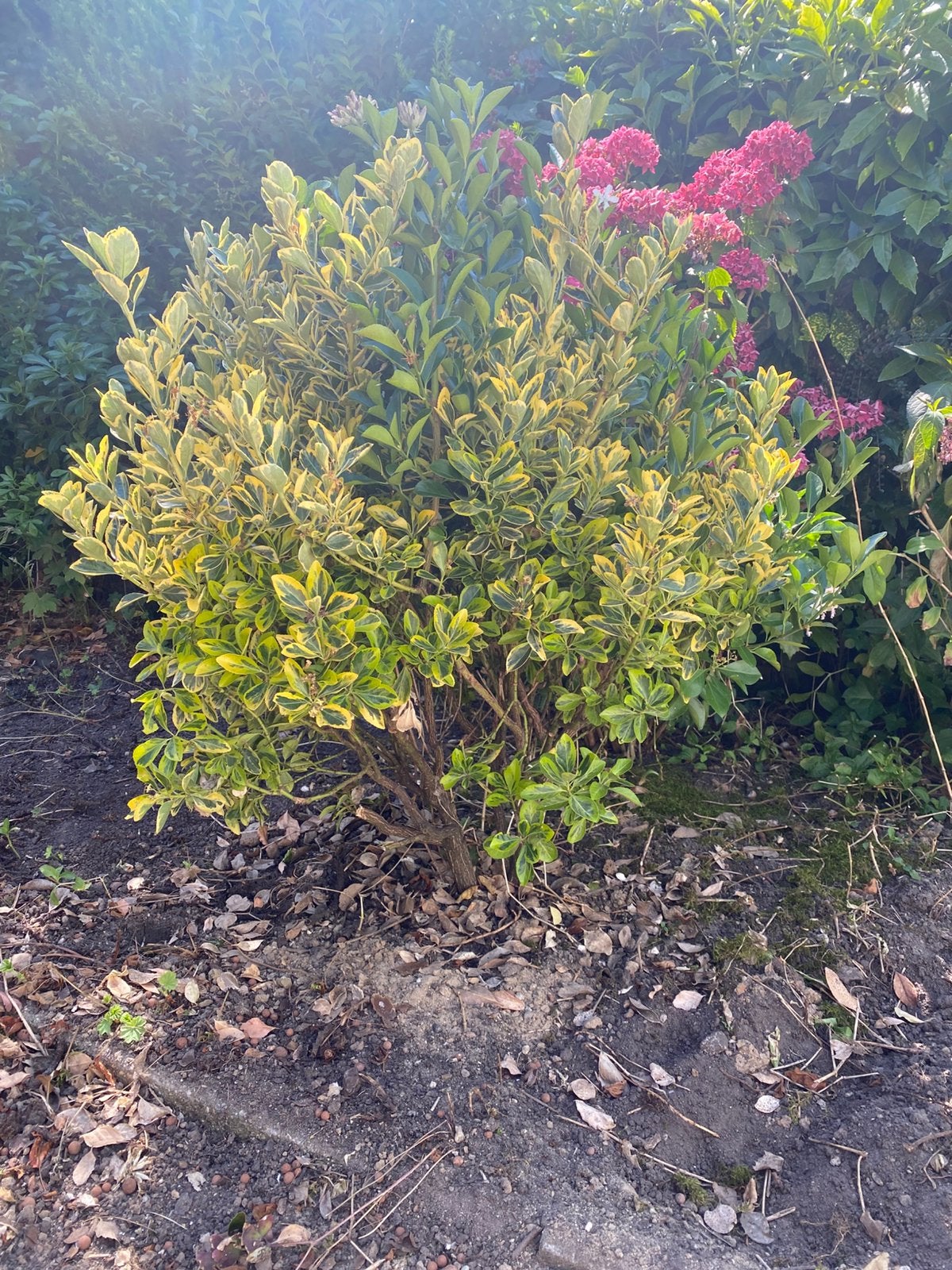 Kardinaalshoed (euonymus emerald gold), Ophalen, Overige soorten, Minder dan 100 cm