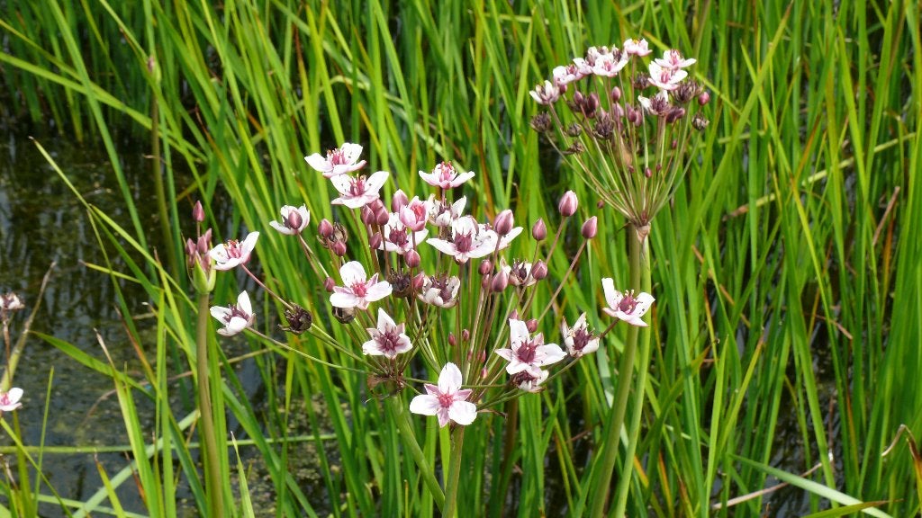 Vijverplanten ;  Zwanenbloem, Tuin en Terras, Vijvers, Ophalen, Nieuw