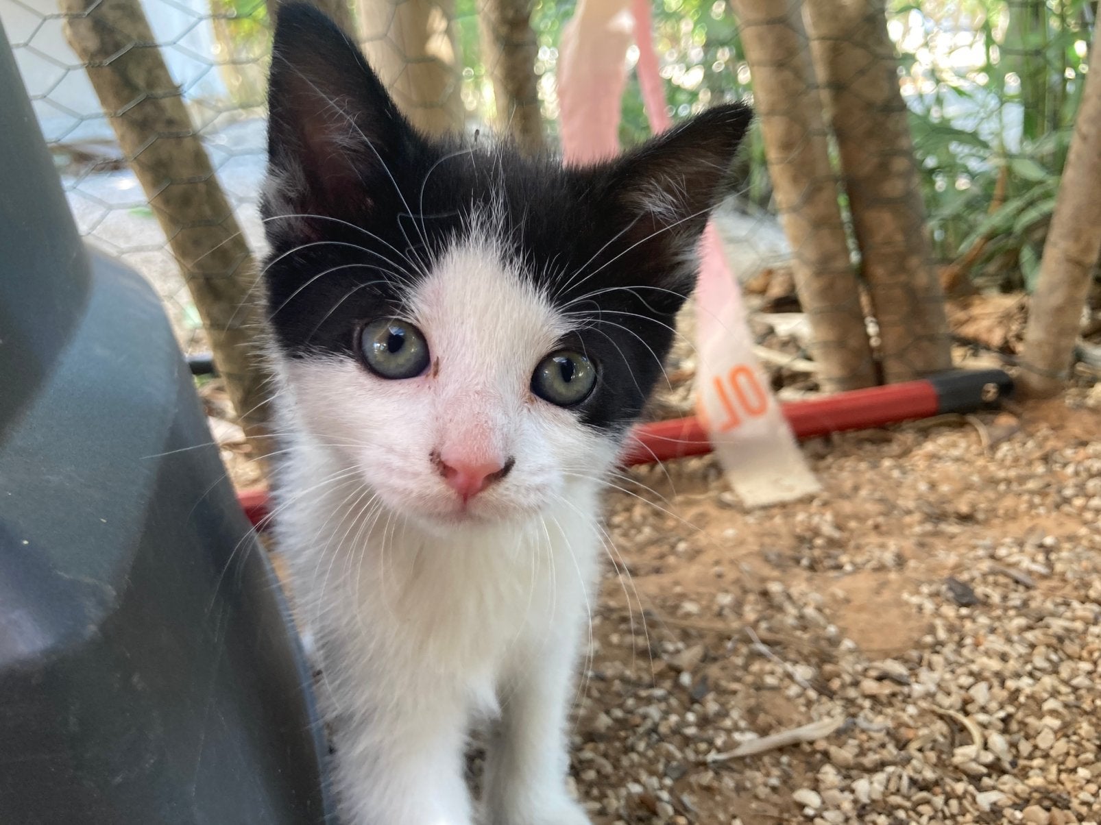 Kitten / 1 poes 4 katers langharig, Meerdere dieren, Langharig, 0 tot 2 jaar