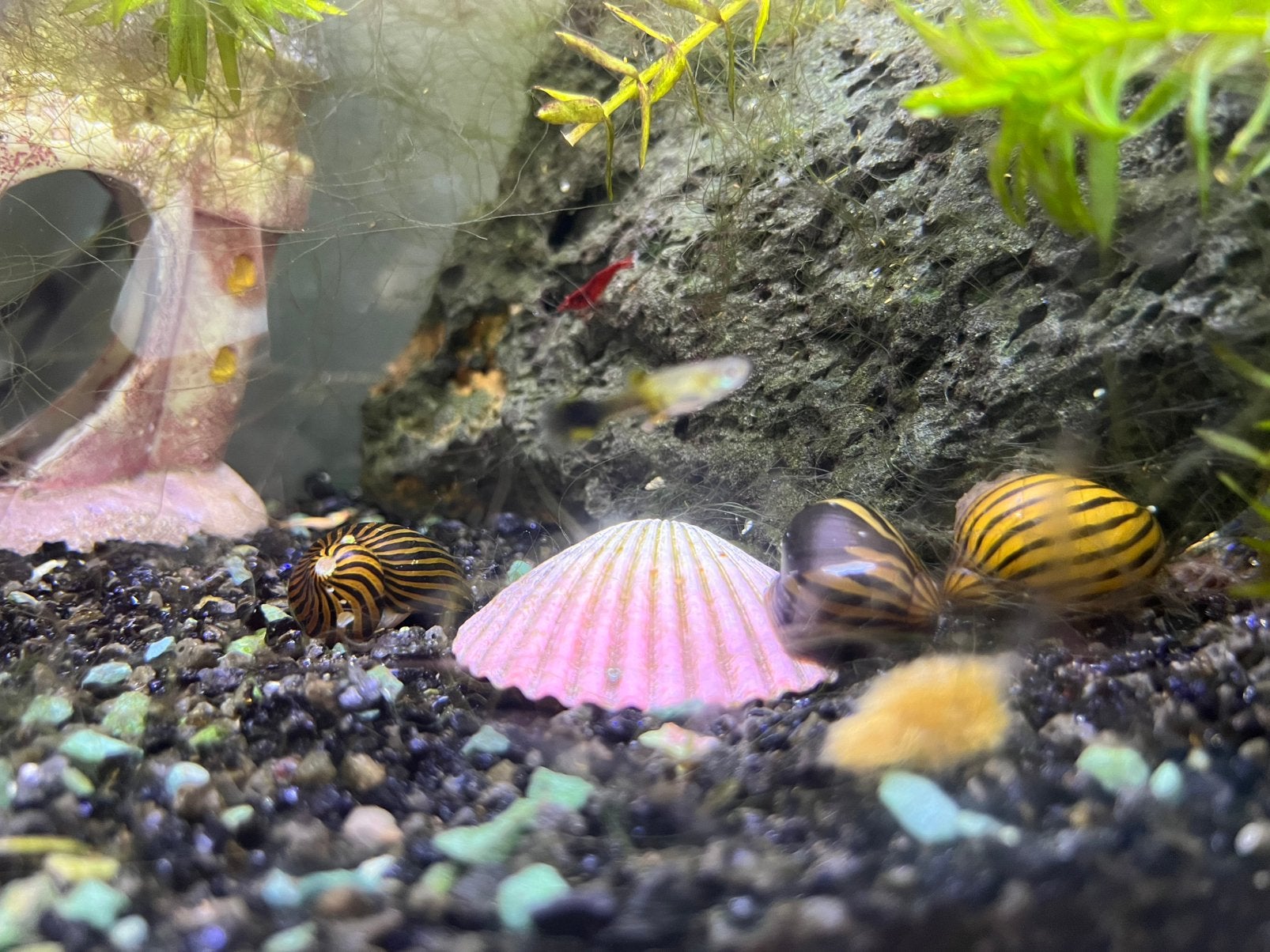 Aquariumbewoners – gup, rode garnalen & zebraslakken, Dieren en Toebehoren, Vissen | Aquariumvissen