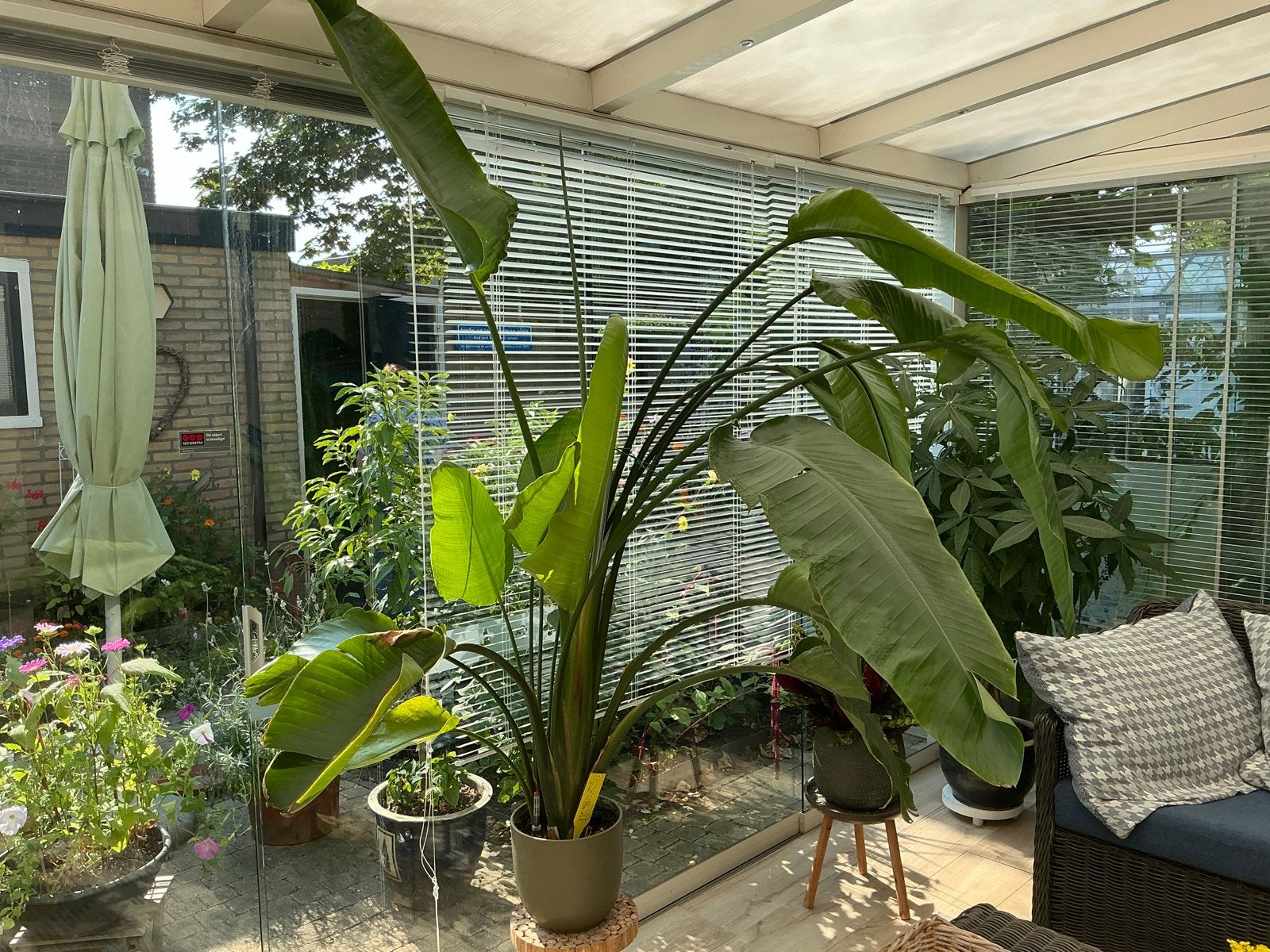 Grote Strelitzia Nicolai - Paradijsvogelplant, Ophalen, Overige soorten, In pot, 150 tot 200 cm