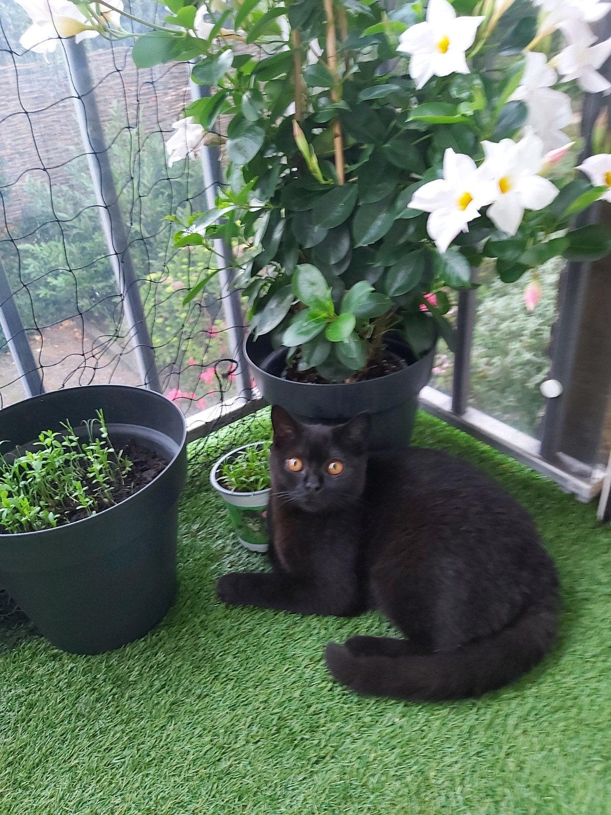Kitten Britse korthaar, Kater, Gechipt