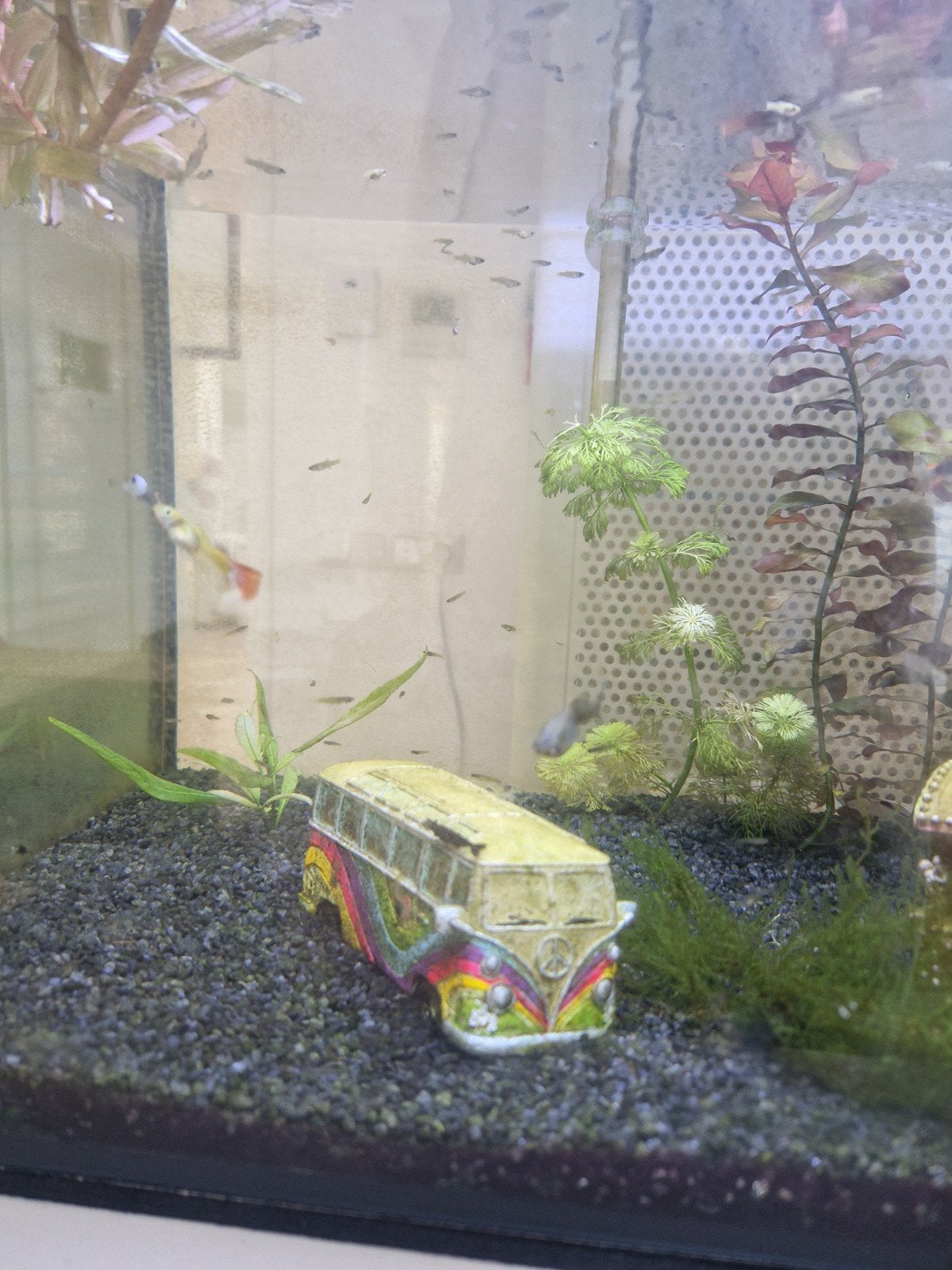 Baby guppies, Dieren en Toebehoren, Vissen | Aquariumvissen, Vis