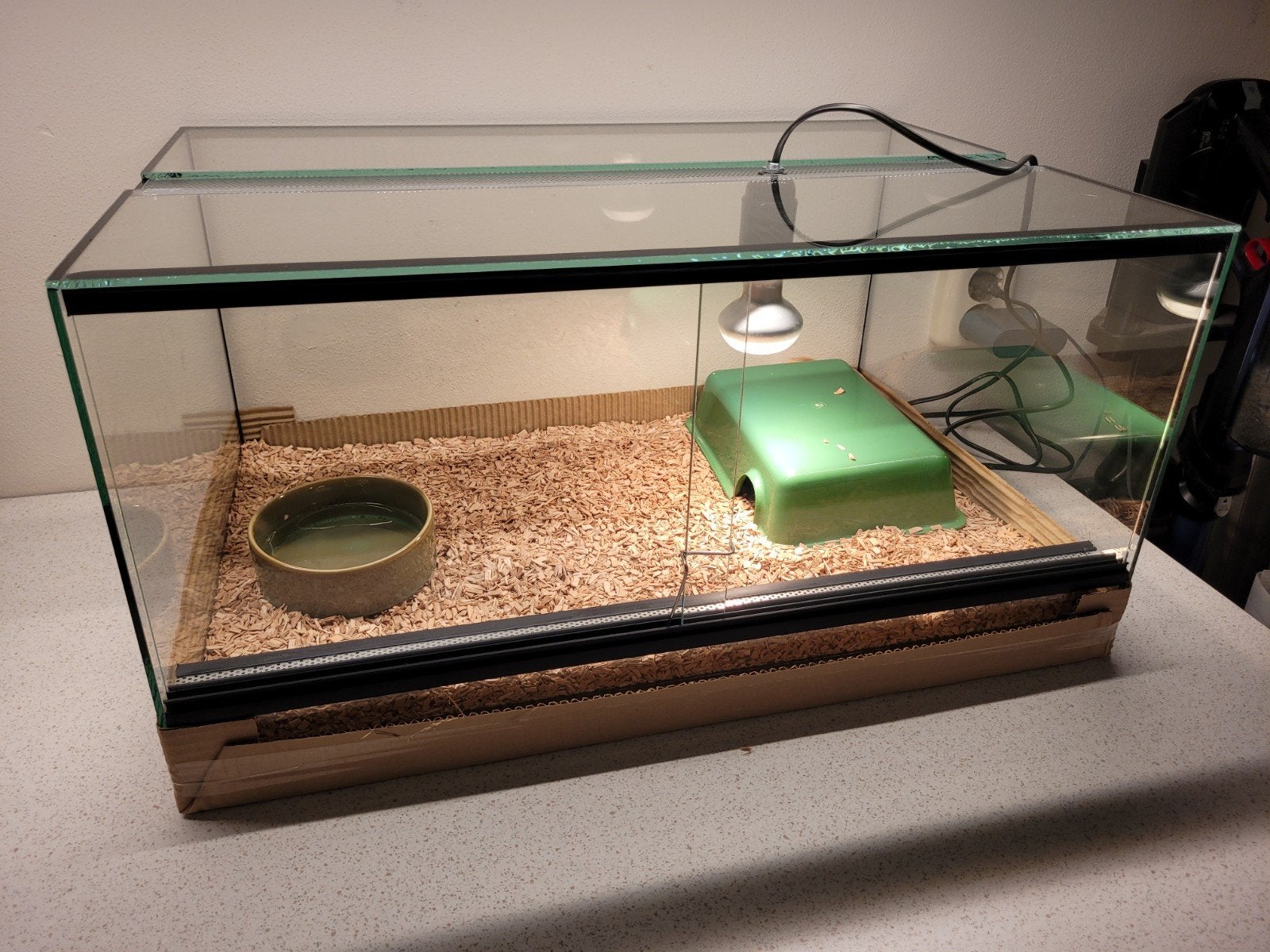ballpython, Python Regius Coral Glow Sugar 0.1 met terrarium Ball Python photo 6