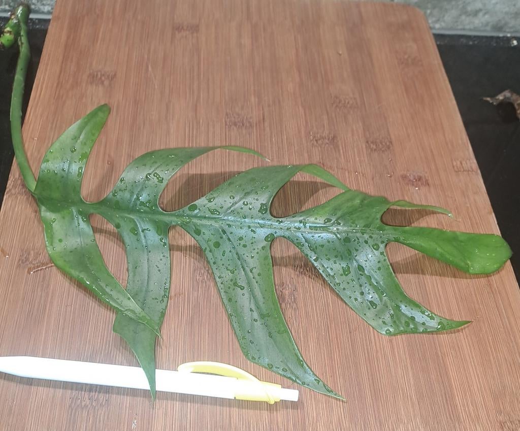 Epipremnum pinnatum, Ophalen of Verzenden, Halfschaduw, Minder dan 100 cm