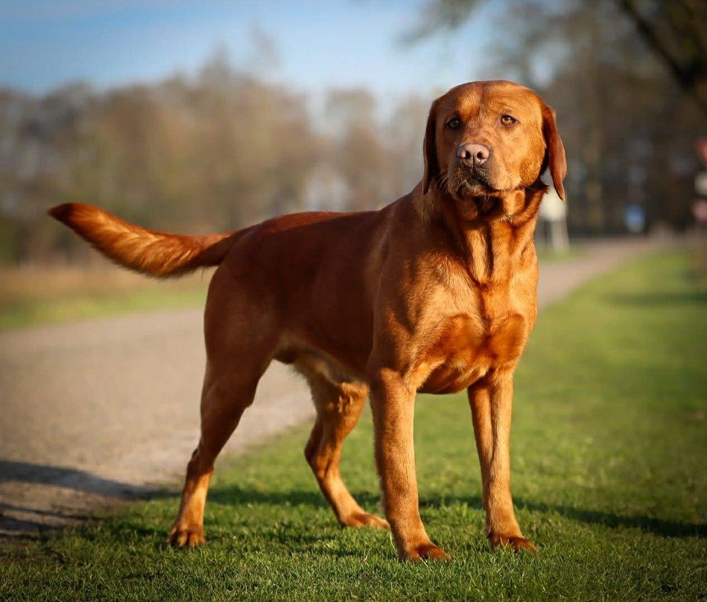 Labrador reuen ter dekking aangeboden, Dieren en Toebehoren, Honden | Dekreuen, Reu, Fokker | Hobbymatig, Meerdere, Nederland