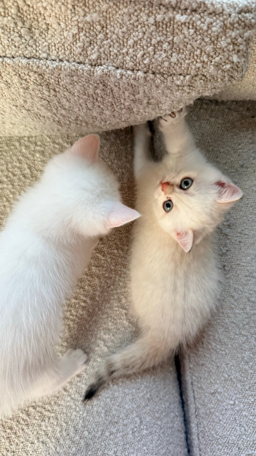 Britse kort haar kittens, Dieren en Toebehoren