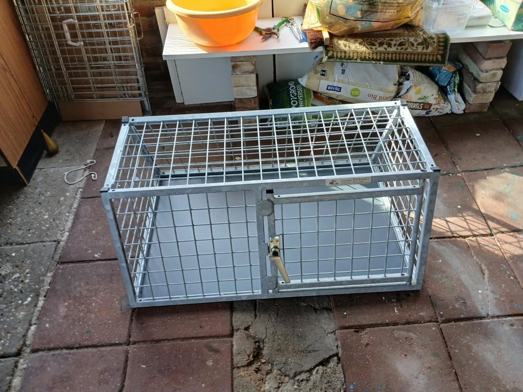 Te koop, Dieren en Toebehoren, Ophalen of Verzenden
