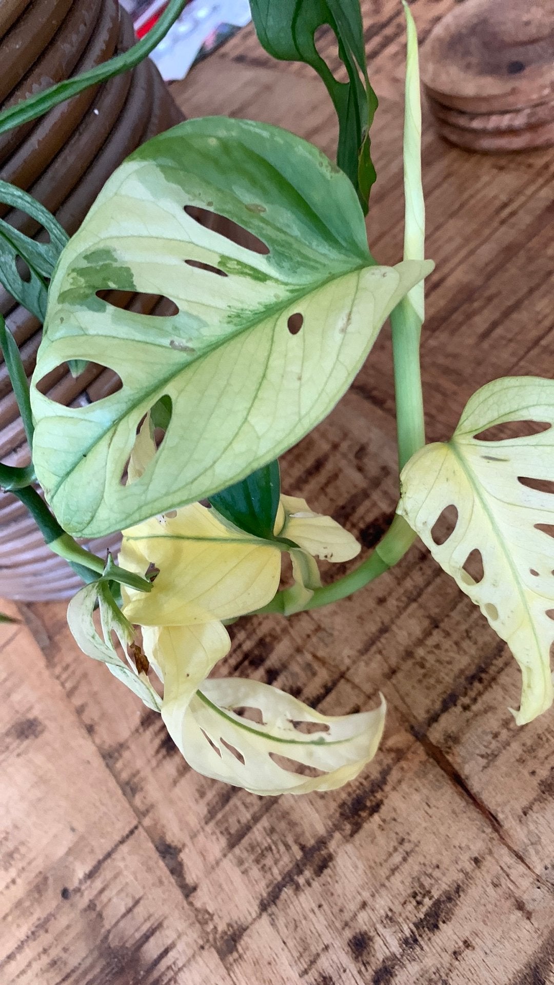 Monstera Adansonii Mint / Aurea stek, Ophalen of Verzenden, Halfschaduw, Minder dan 100 cm