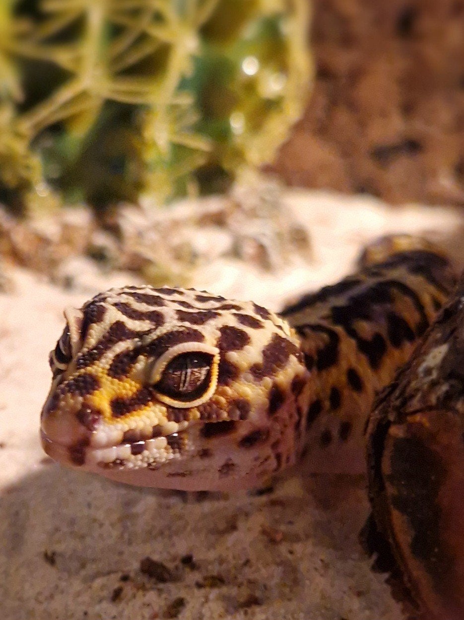 Luipaardgekko!, Dieren en Toebehoren, Reptielen en Amfibieën, Hagedis, Met terrarium, 3 tot 6 jaar