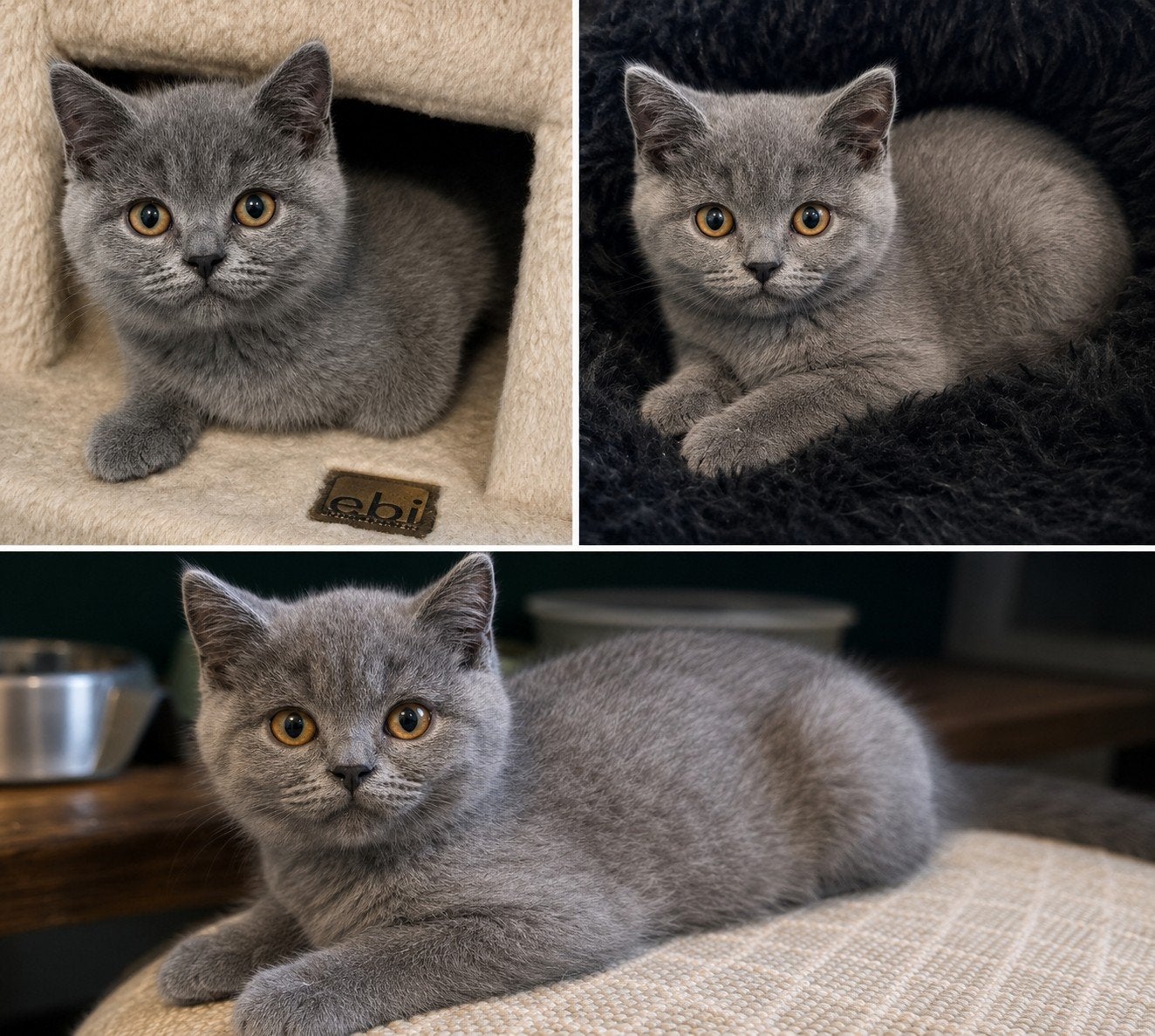 Speelse ondeugende maar vooral lieve Britse korthaar kittens, Meerdere dieren