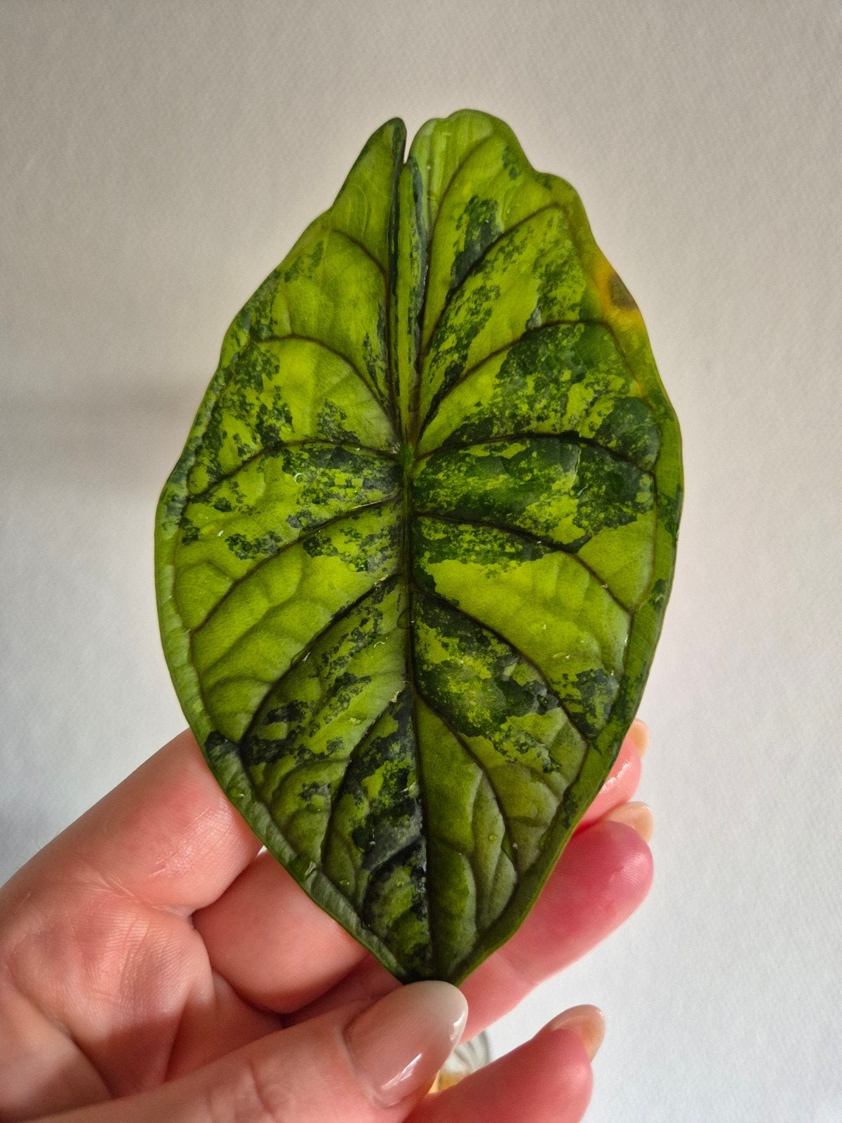 Corms - Alocasia baginda ‘Dragon Scale’ Mint Variegata, Overige soorten, Vaste plant, Ophalen of Verzenden, Bloeit niet