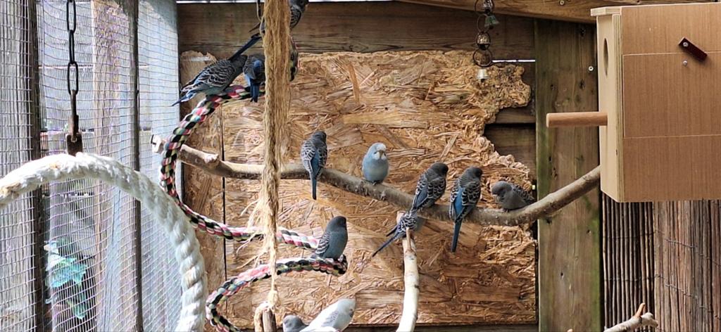 Jonge blackface grasparkieten, Dieren en Toebehoren, Vogels | Parkieten en Papegaaien, Meerdere dieren, Parkiet