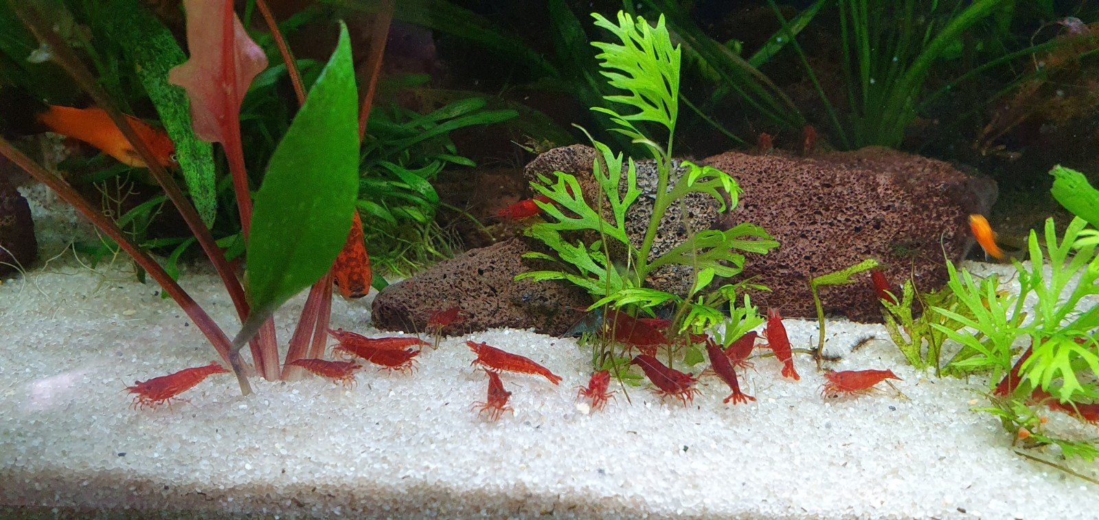 Red Cherry/ Vuur Garnaal, Dieren en Toebehoren, Vissen | Aquariumvissen, Kreeft, Krab of Garnaal