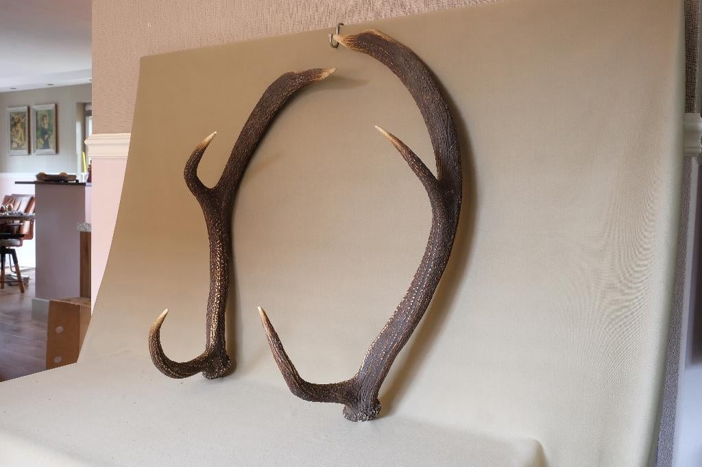 2 gewei stangen afwerpstangen Edelhert, Ophalen of Verzenden, Gebruikt, Hert, Gewei of Kop