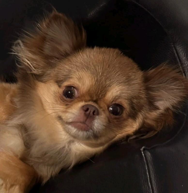 GEZOCHT !!! Chihuahua. Herplaatser, geen puppy, Dieren en Toebehoren, 1 tot 2 jaar, Geslacht onbekend, Eén hond, Chihuahua