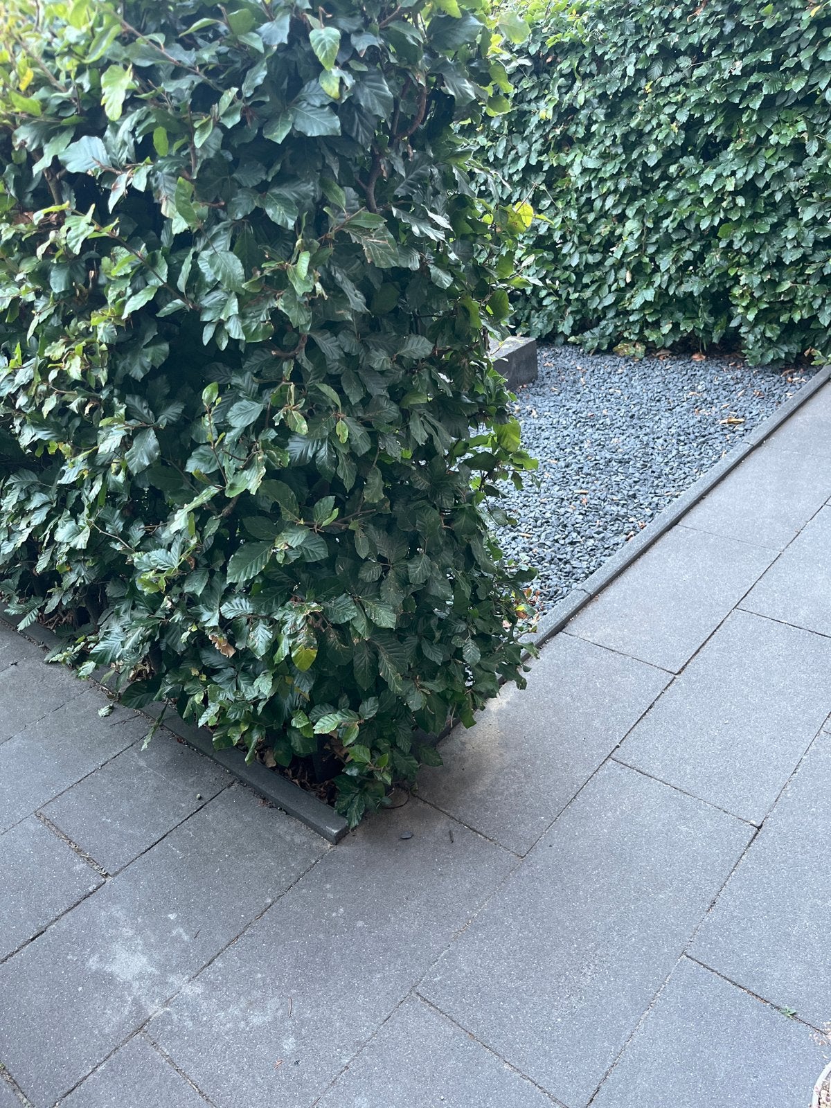 Mooie Beukenhaag - Perfect voor uw tuin - ongeveer 20 meter, Ophalen, Beukenhaag, Haag, 100 tot 250 cm