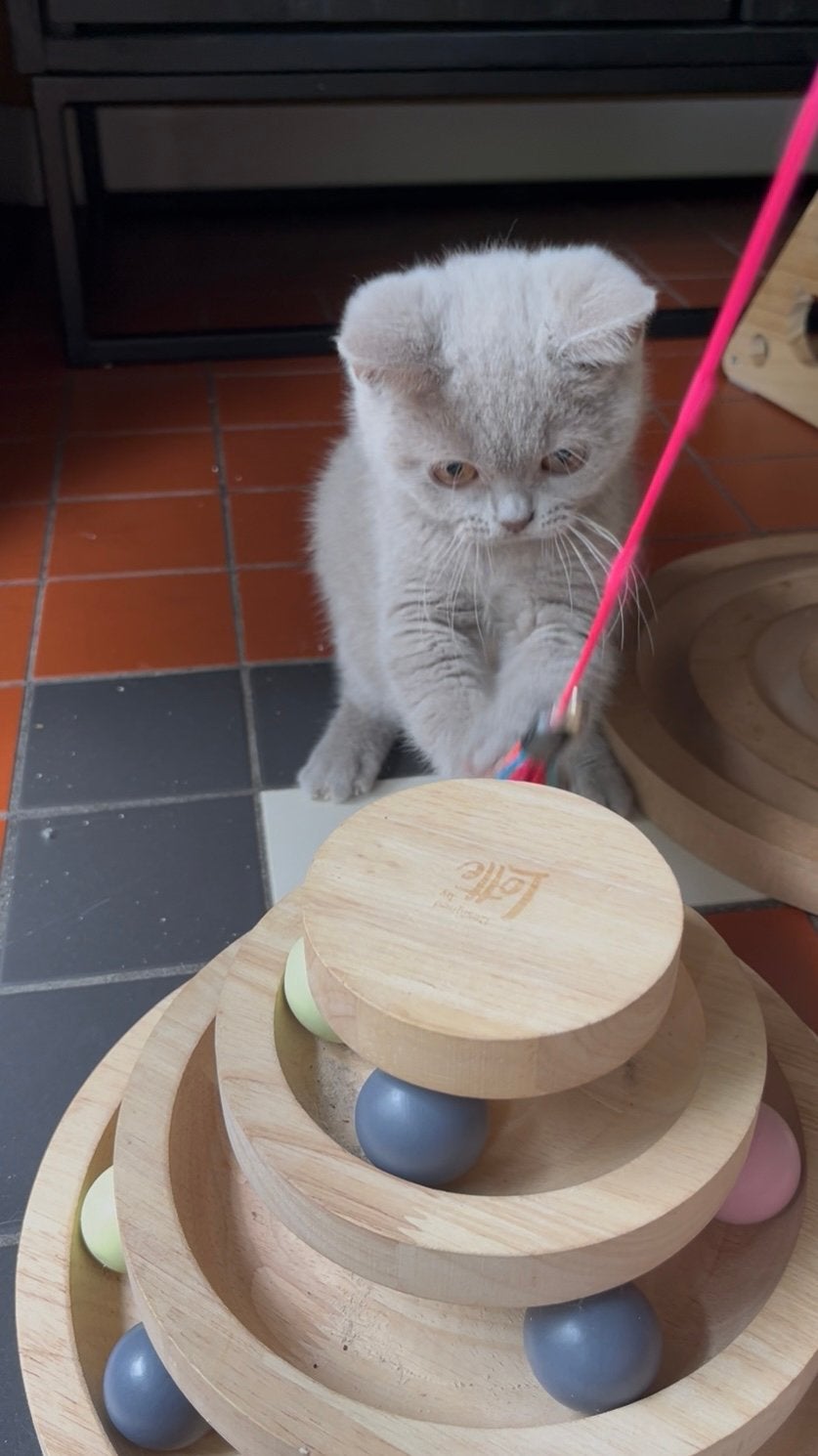 Lilac britse korthaar katertje, Kater, Ontwormd, 0 tot 2 jaar
