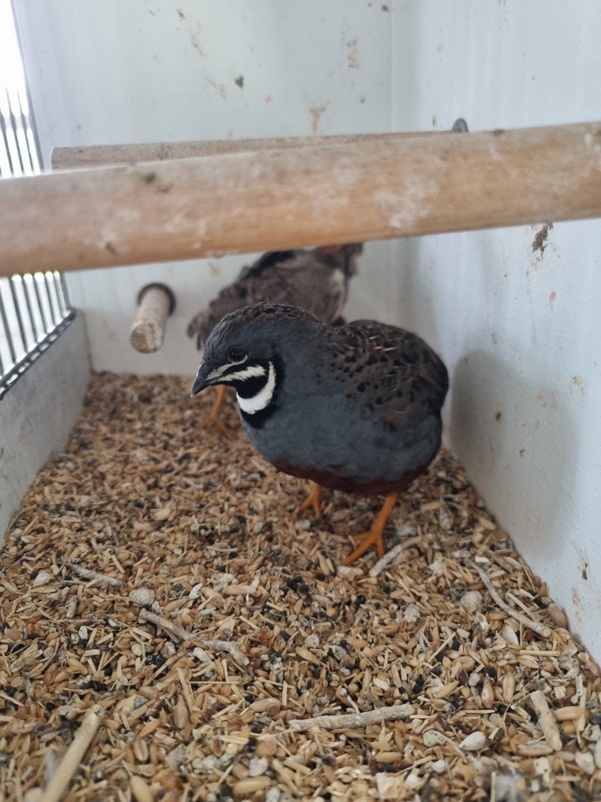 1 span met 5 jonge chinese dwergkwartels, Dieren en Toebehoren, Meerdere dieren, Geringd