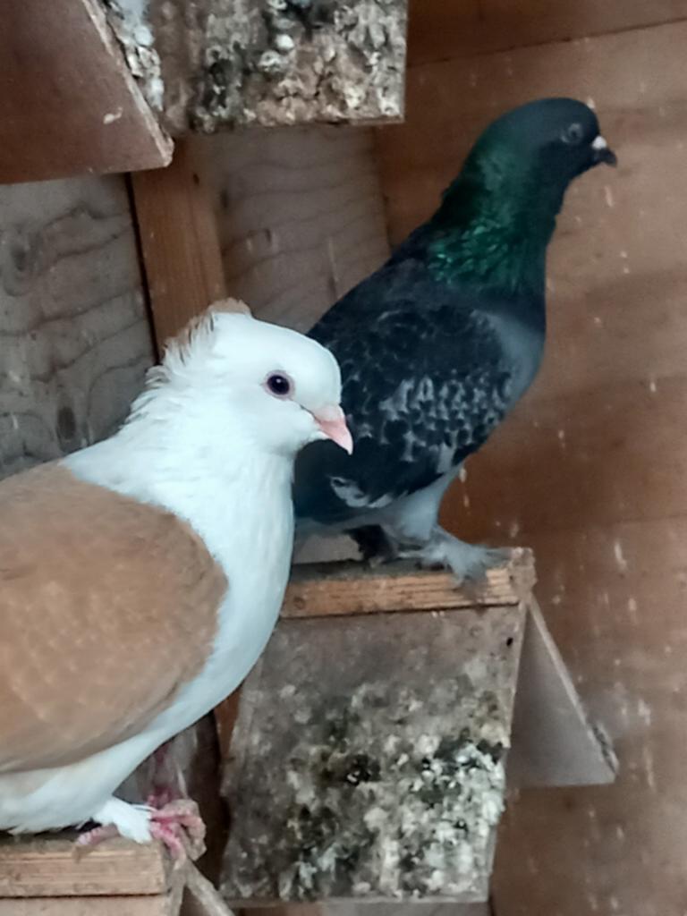 Takla x hoogvlieger zuiver en kruising, Meerdere dieren, Tuimelaar of Roller