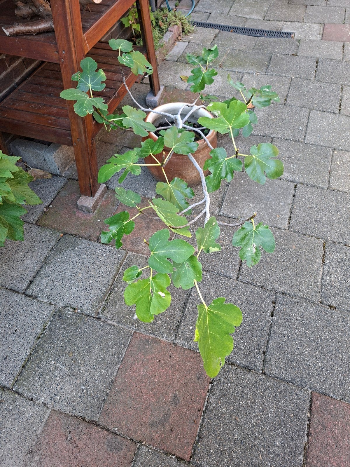 Vijgplant, Ophalen, Overige soorten, Volle zon