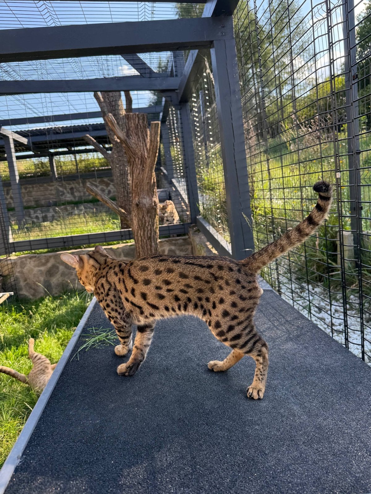 Savannah F6 — Pipa, 2 jaar, Dieren en Toebehoren, Kater, 0 tot 2 jaar