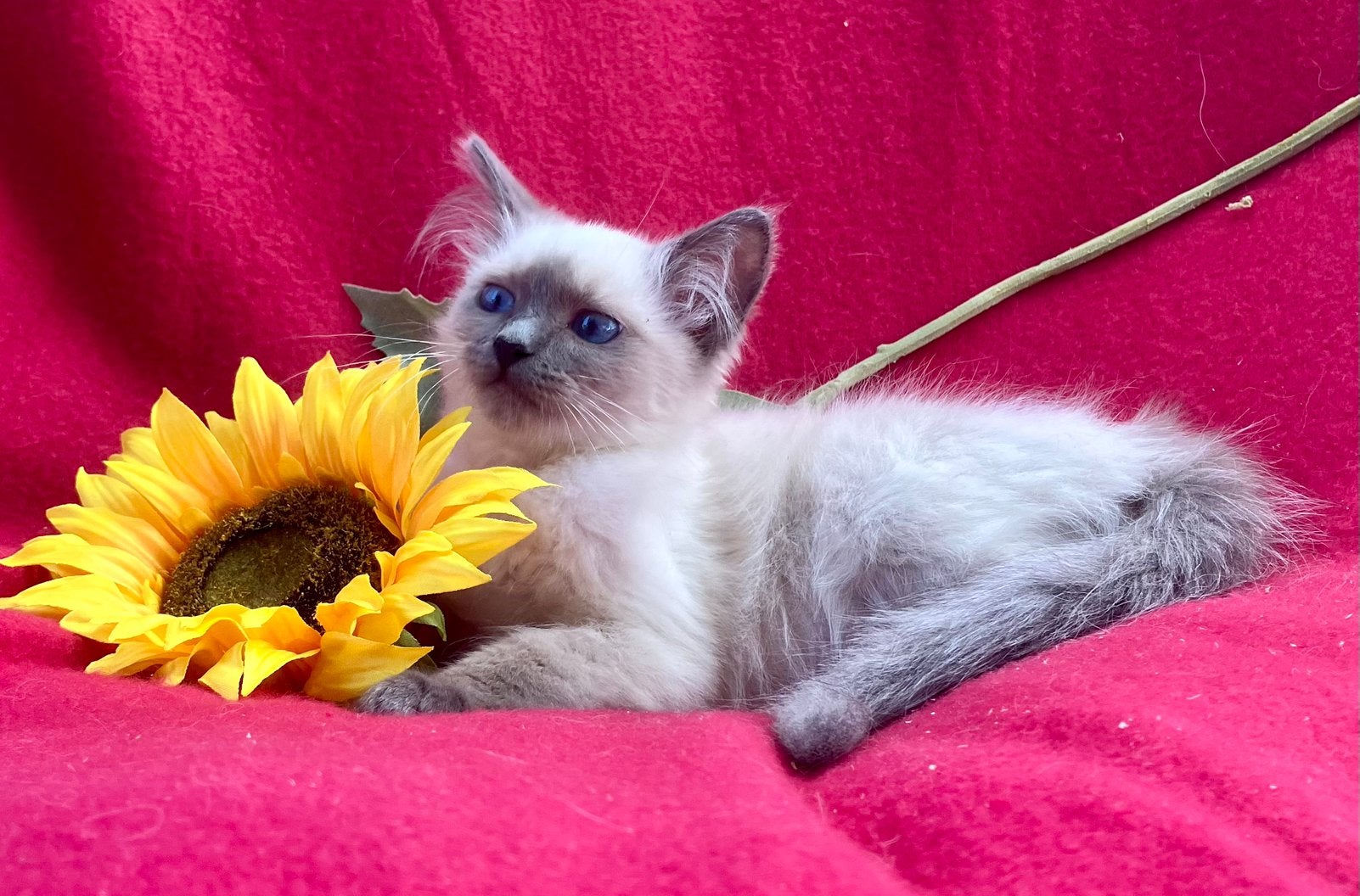 100% ragdoll kittens mogen nu verhuizen, Meerdere dieren, Gechipt, 0 tot 2 jaar