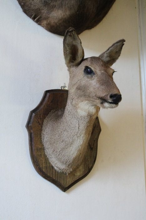 Opgezette hertenkop uit de Atlantische Pyreneeën, Ophalen of Verzenden, Gebruikt, Hert, Opgezet dier