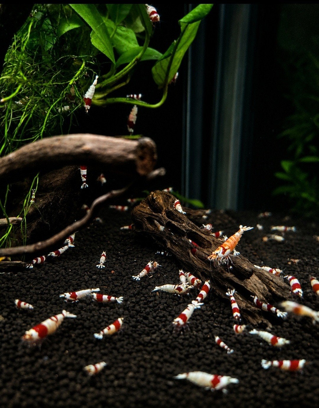 Crystal Red garnalen, Dieren en Toebehoren, Vissen | Aquariumvissen, Kreeft, Krab of Garnaal