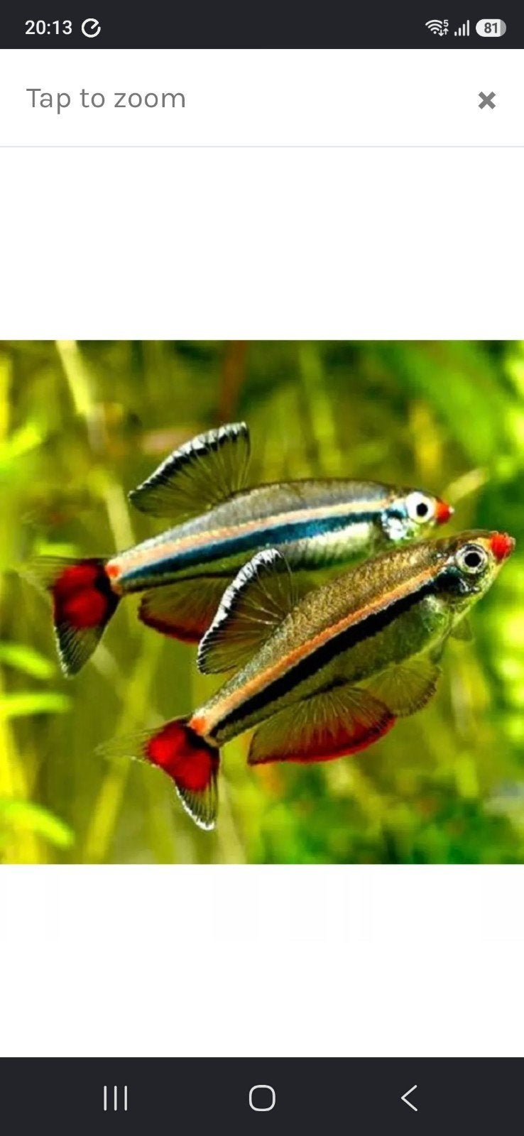 chineese danio en longfin danio, Dieren en Toebehoren, Vis