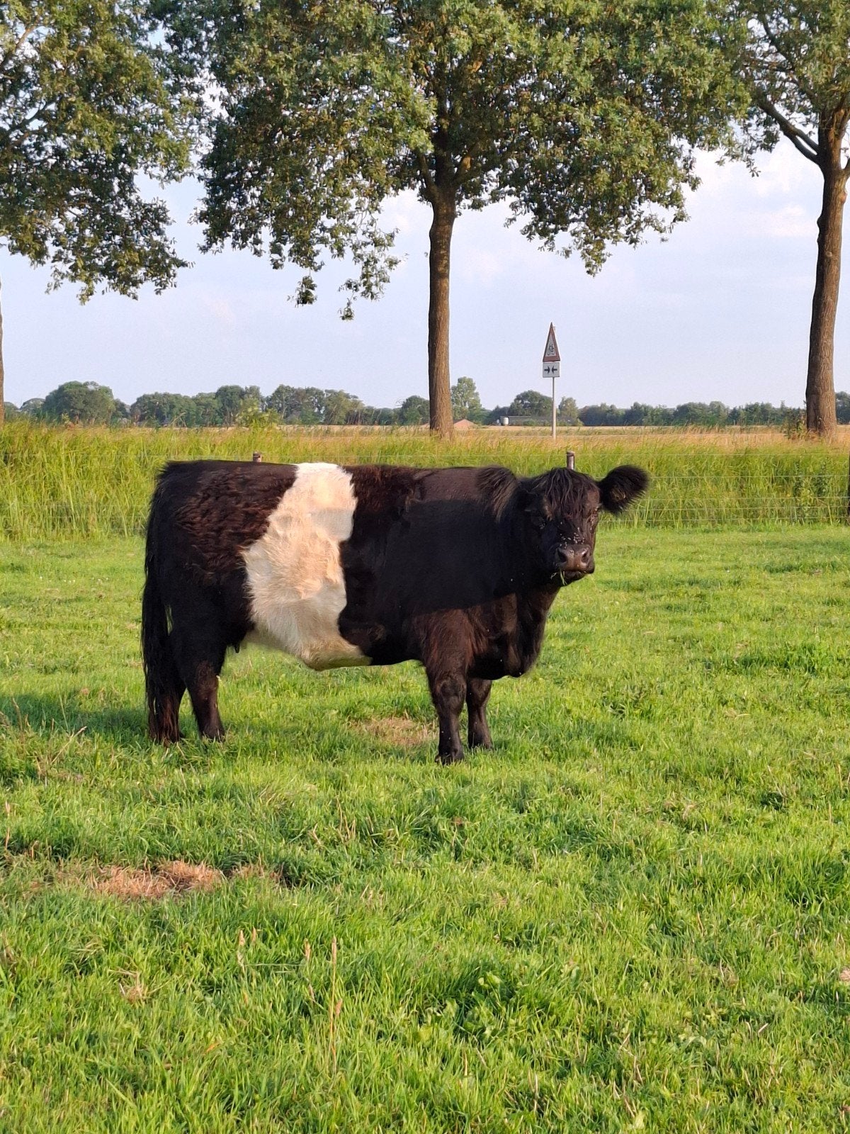 Bellted galloway, Dieren en Toebehoren, Vrouwelijk