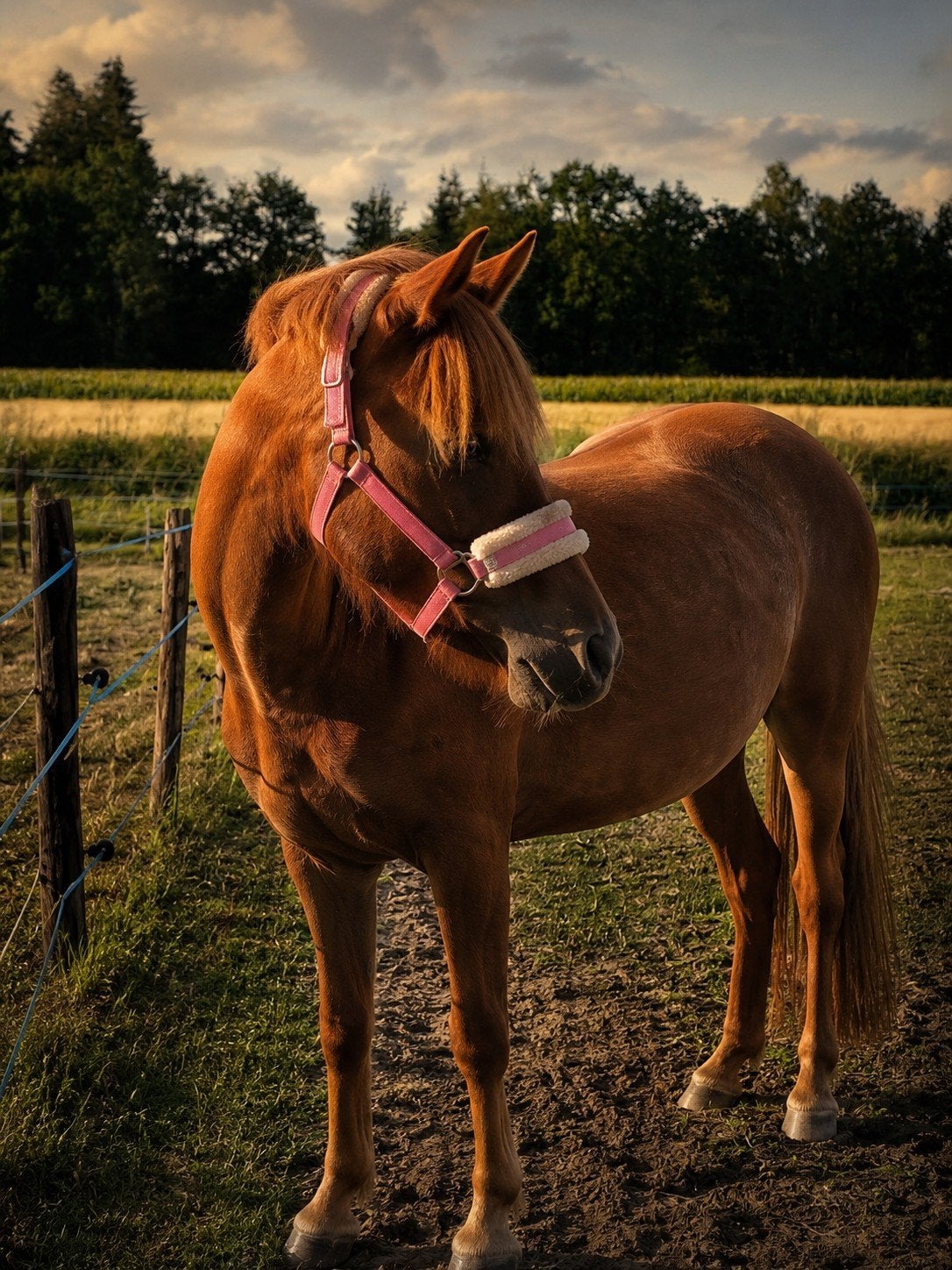 gezocht: iemand die onze c pony kan zadelmak maken, Dieren en Toebehoren, Ophalen