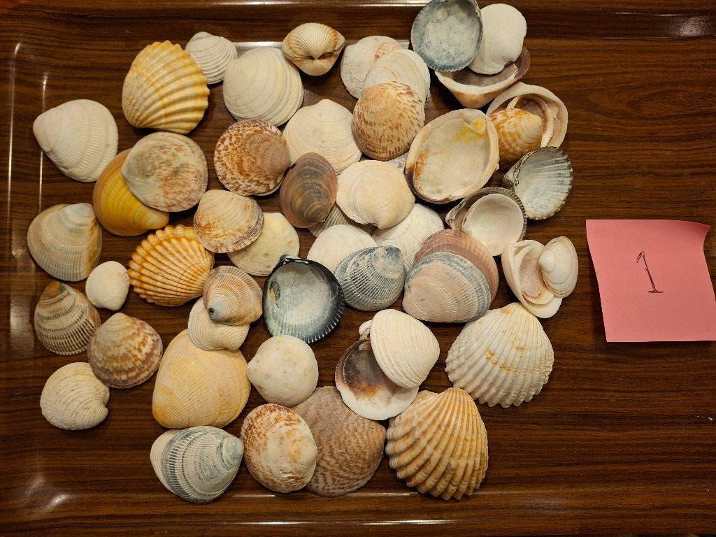Partij schelpen (1), Ophalen of Verzenden, Schelp(en)