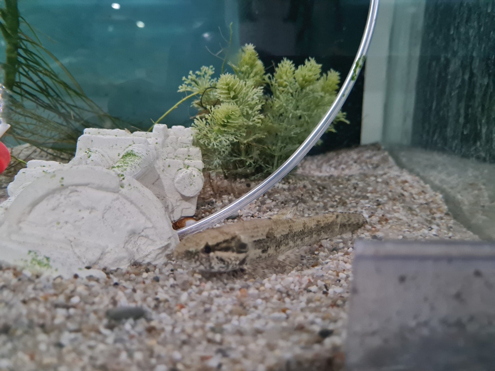 Hoplias Malabaricus, Wolfsvis, Forelzalm, Pataka, Dieren en Toebehoren, Vissen | Aquariumvissen, Vis, Zoetwatervis