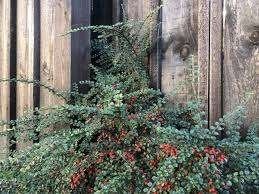 Cotoneaster, Tuin en Terras, Planten | Tuinplanten, Volle zon, Vaste plant, Lente, Ophalen