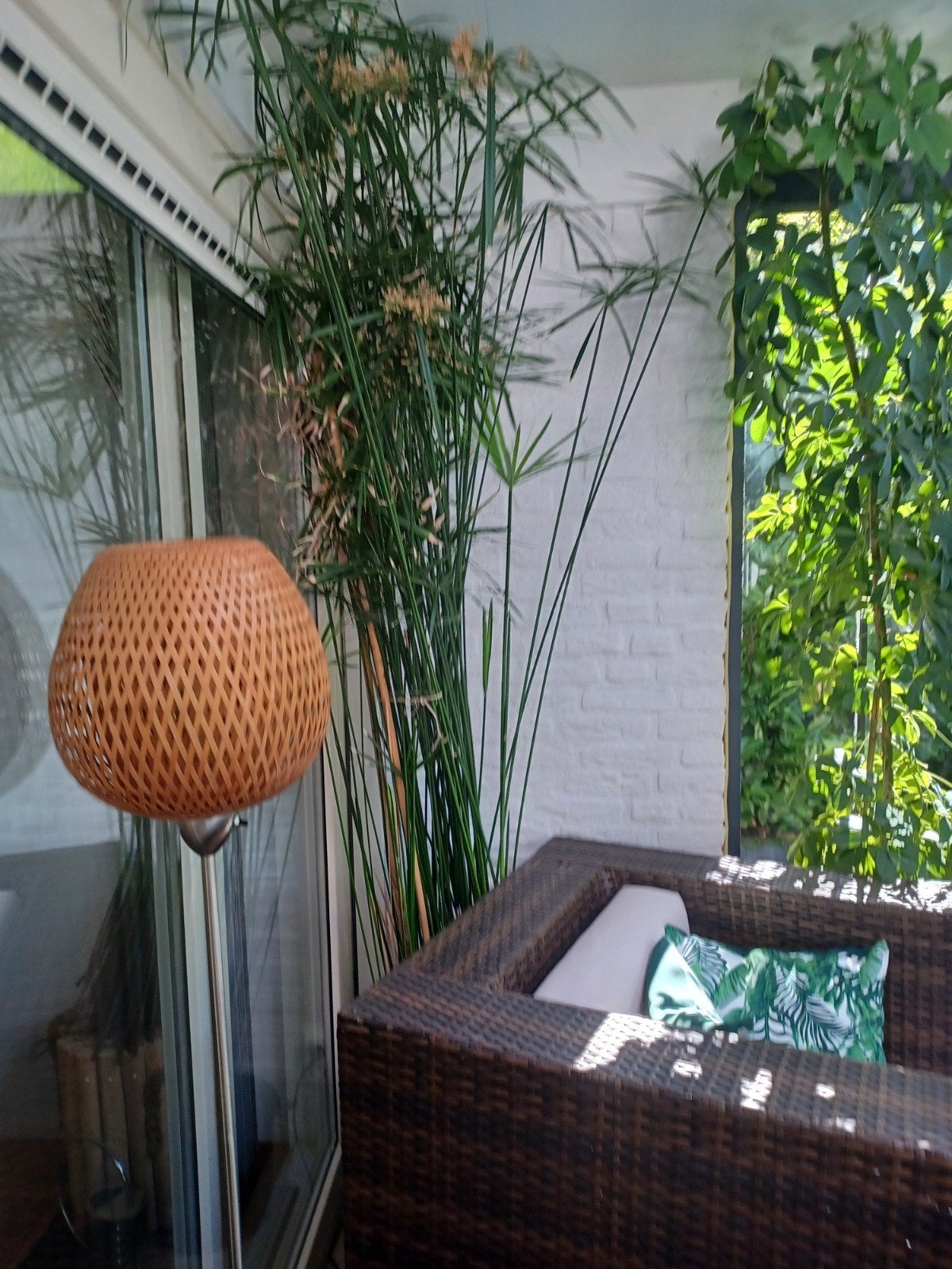 Grote Cyperus Papyrus plant - Ideaal voor terras of vijver, Ophalen, Volle zon, Vaste plant, Zomer