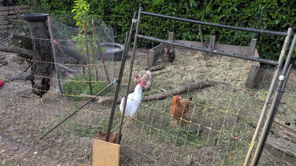 Toom met 9 kippen, 7 kriel, Dieren en Toebehoren, Pluimvee, Meerdere dieren, Kip