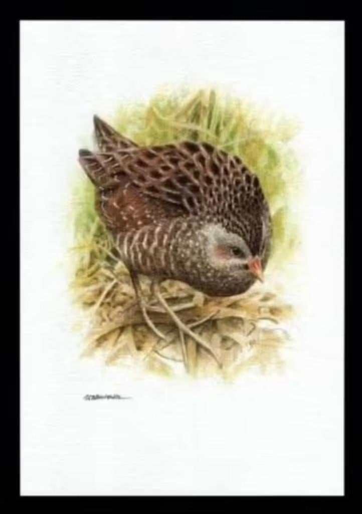 Porseleinhoen Porzana Porzana Vogel Kunstdruk., Ophalen of Verzenden, Zo goed als nieuw
