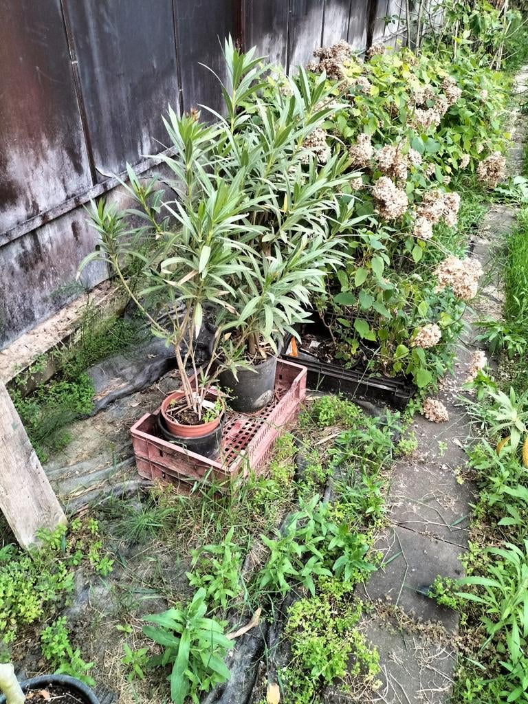 Partij mediterrane planten, Ophalen of Verzenden, Overige soorten, Volle zon