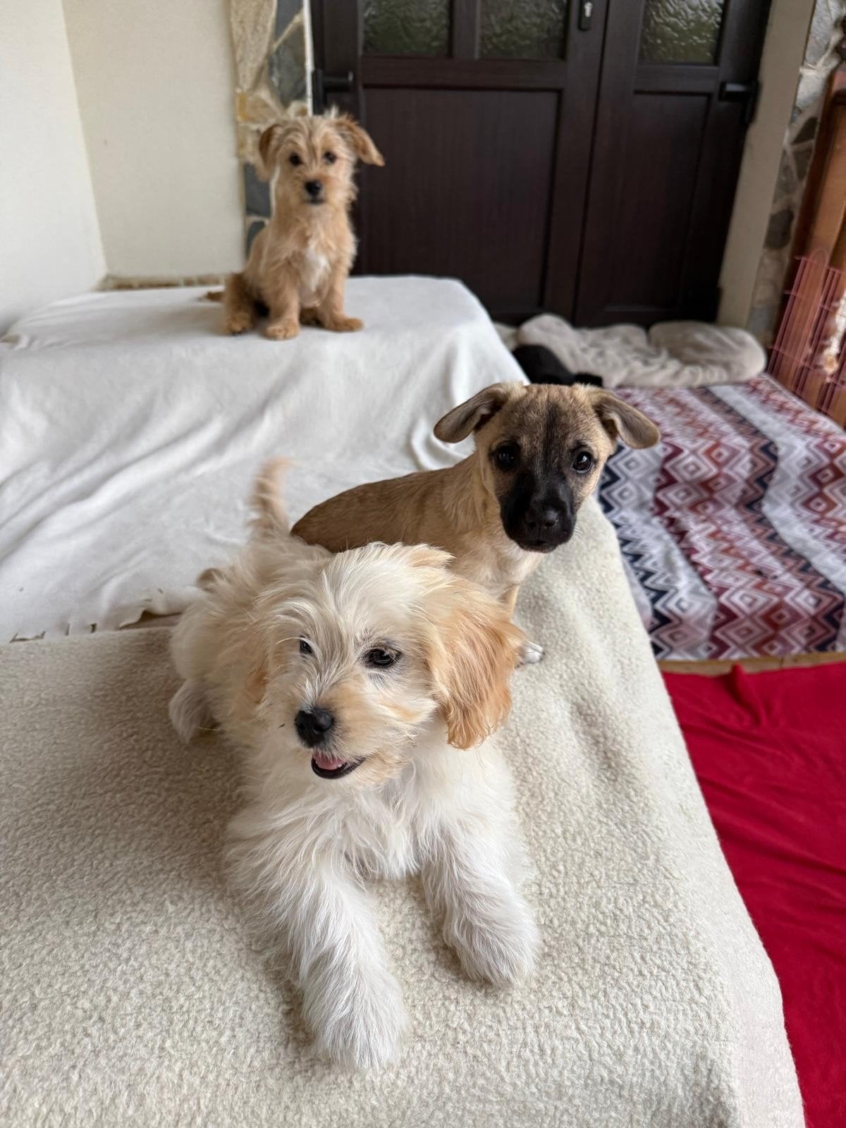 BICHON /malteser puppy's adoptiehond roemenie, Particulier, Overige rassen, 8 tot 15 weken, Buitenland