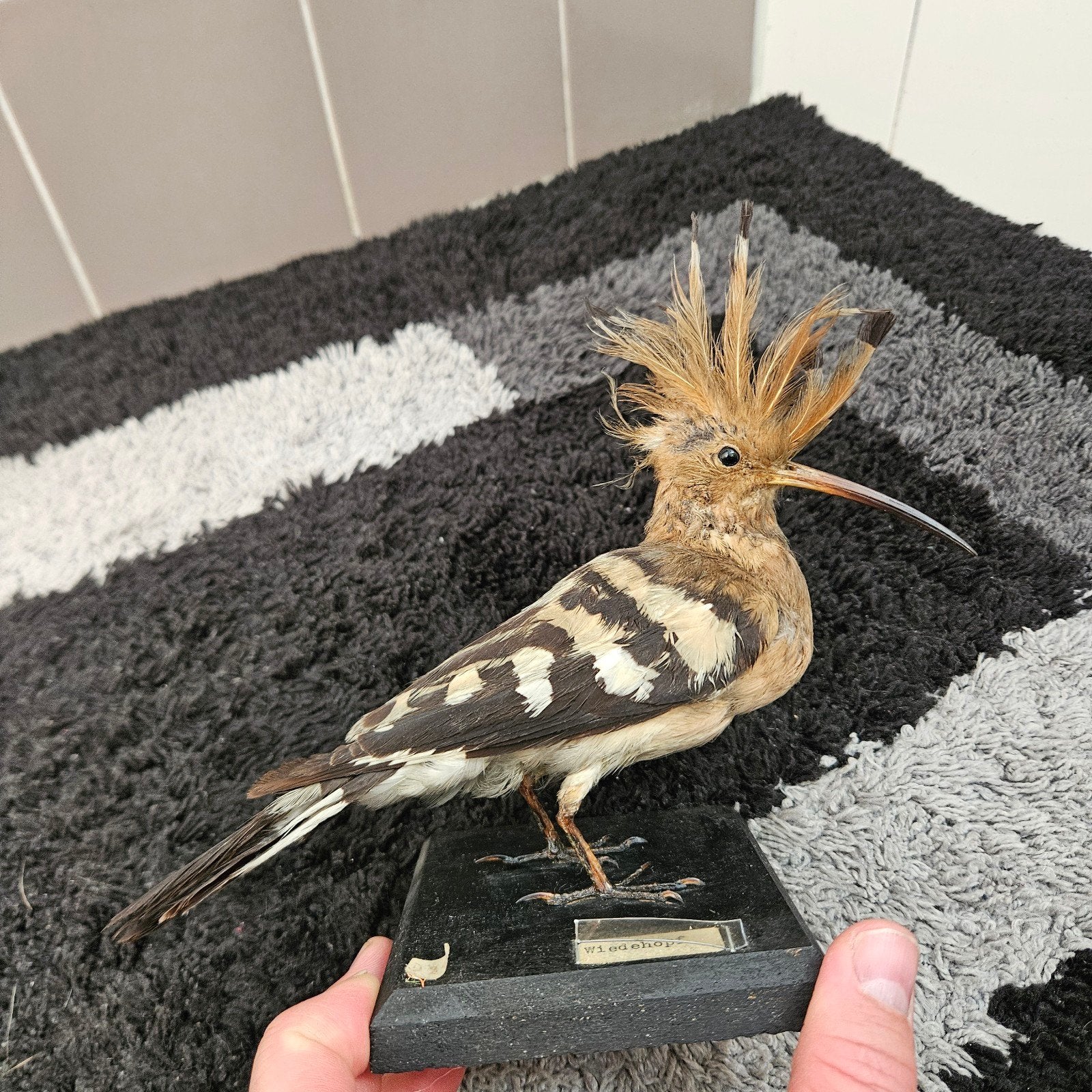 Opgezette hop opgezet taxidermie taxidermy geprepareerd, Ophalen of Verzenden, Gebruikt, Vogel, Opgezet dier