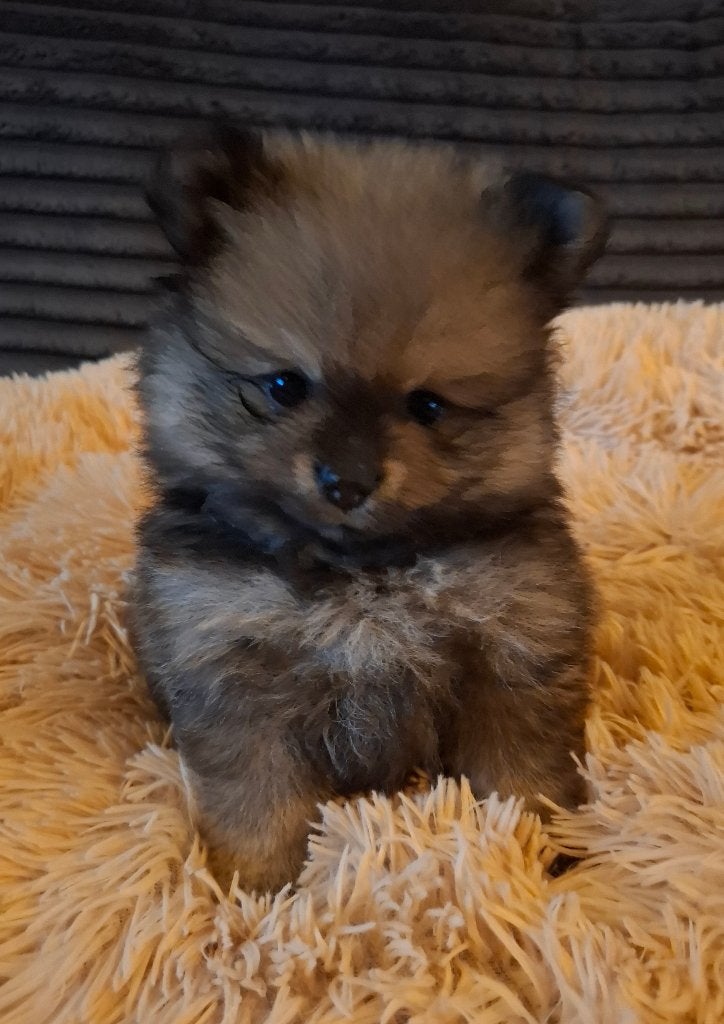 Pomeriaan pup teefje, Keeshond, CDV (hondenziekte), 8 tot 15 weken, Teef