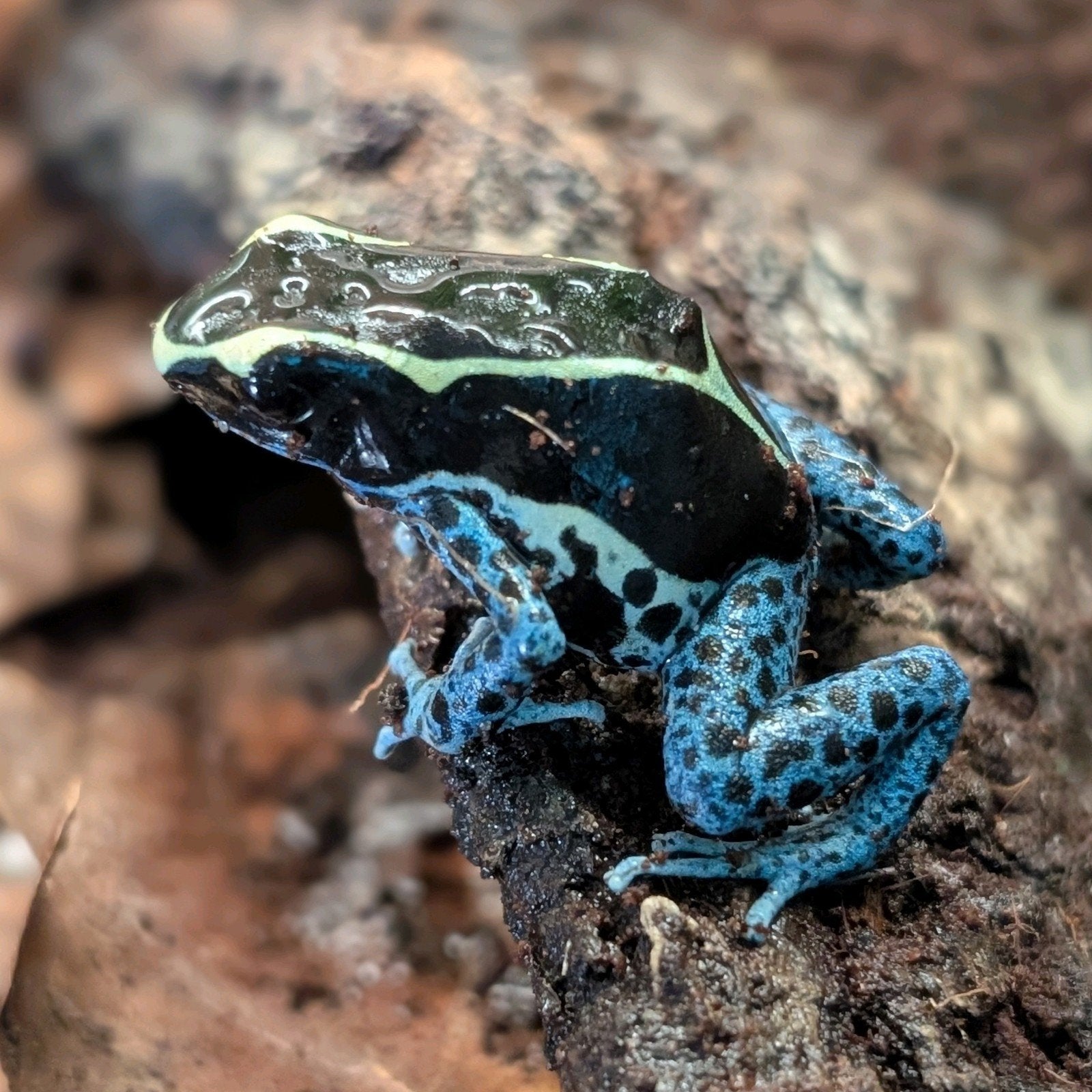 Dendrobates Tinctorius Grijspoot Frog - unknown for sale from NKexotics nl